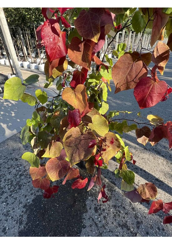 Judasbaum 'Eternal Flame' Mehrstämmig | Cercis canadensis 'Eternal Flame'