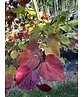 Judasbaum 'Eternal Flame' Mehrstämmig | Cercis canadensis 'Eternal Flame'
