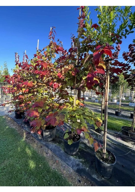 Judasbaum 'Eternal Flame' Mehrstämmig | Cercis canadensis 'Eternal Flame'