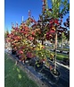 Judasbaum 'Eternal Flame' Mehrstämmig | Cercis canadensis 'Eternal Flame'