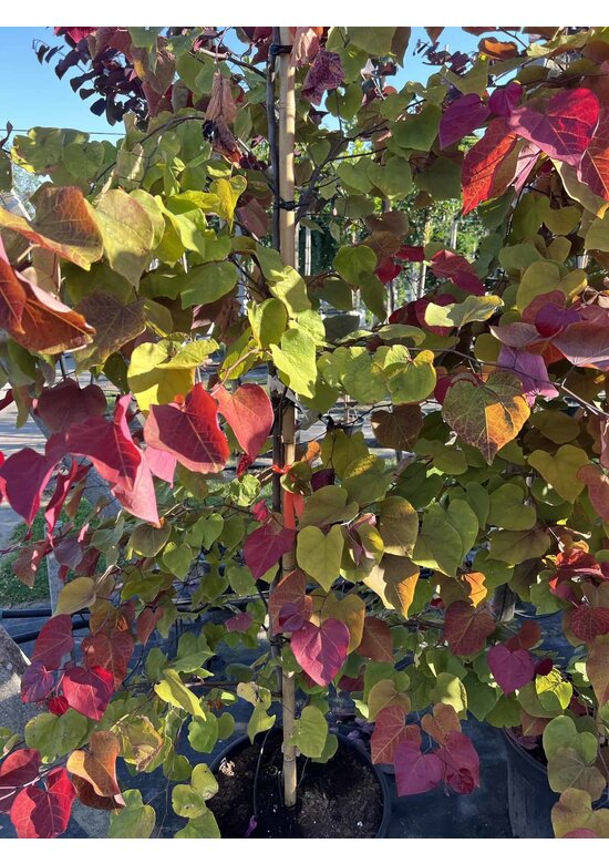 Judasbaum 'Eternal Flame' Mehrstämmig | Cercis canadensis 'Eternal Flame'