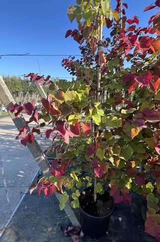 Judasbaum 'Eternal Flame' Mehrstämmig | Cercis canadensis 'Eternal Flame'