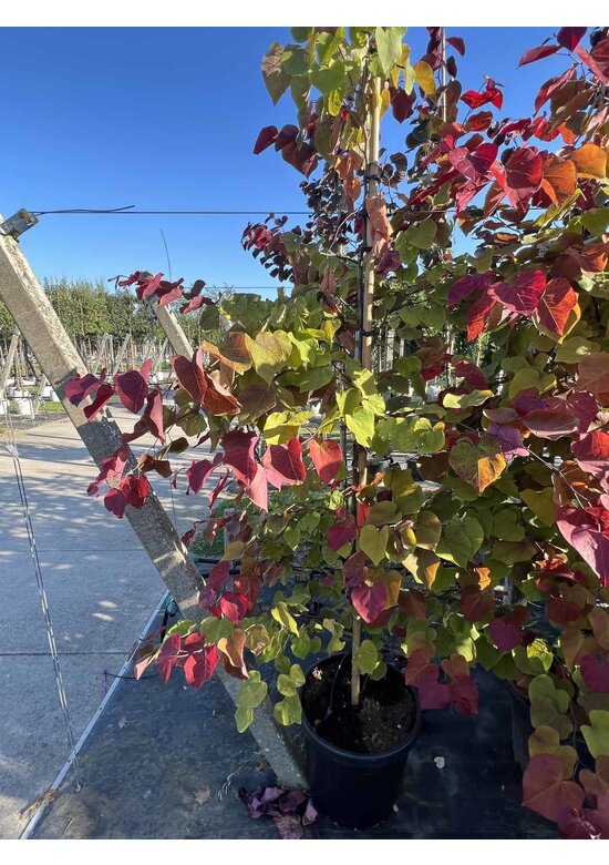 Judasbaum 'Eternal Flame' Mehrstämmig | Cercis canadensis 'Eternal Flame'