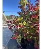 Judasbaum 'Eternal Flame' Mehrstämmig | Cercis canadensis 'Eternal Flame'