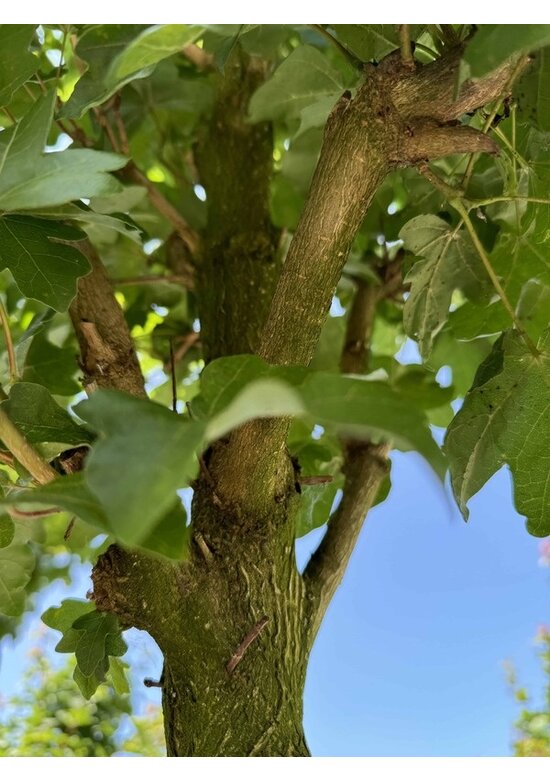 Säulen Feldahorn 'Green Column' | Acer campestre 'Green Column'