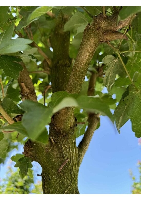 Säulen Feldahorn 'Green Column' | Acer campestre 'Green Column'