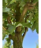 Säulen Feldahorn 'Green Column' | Acer campestre 'Green Column'