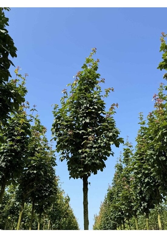 Säulen Feldahorn 'Green Column' | Acer campestre 'Green Column'