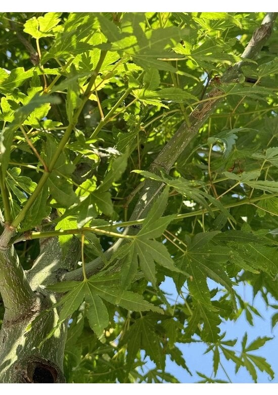Fächerahorn Baum - Japanischer Ahorn | Acer palmatum