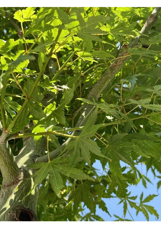 Fächerahorn Baum - Japanischer Ahorn | Acer palmatum