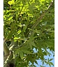 Fächerahorn Baum - Japanischer Ahorn | Acer palmatum