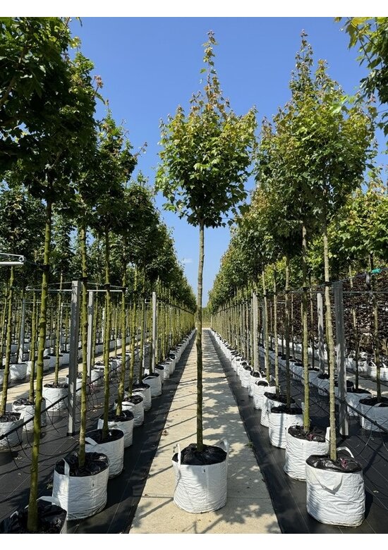 Rot-Ahorn 'Red Sunset' | Acer rubrum 'Red Sunset'