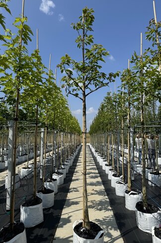 Indische Rosskastanie | Aesculus indica 'Sydney Pearce'