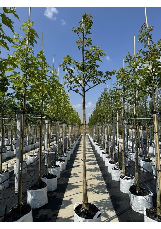 Indische Rosskastanie | Aesculus indica 'Sydney Pearce'