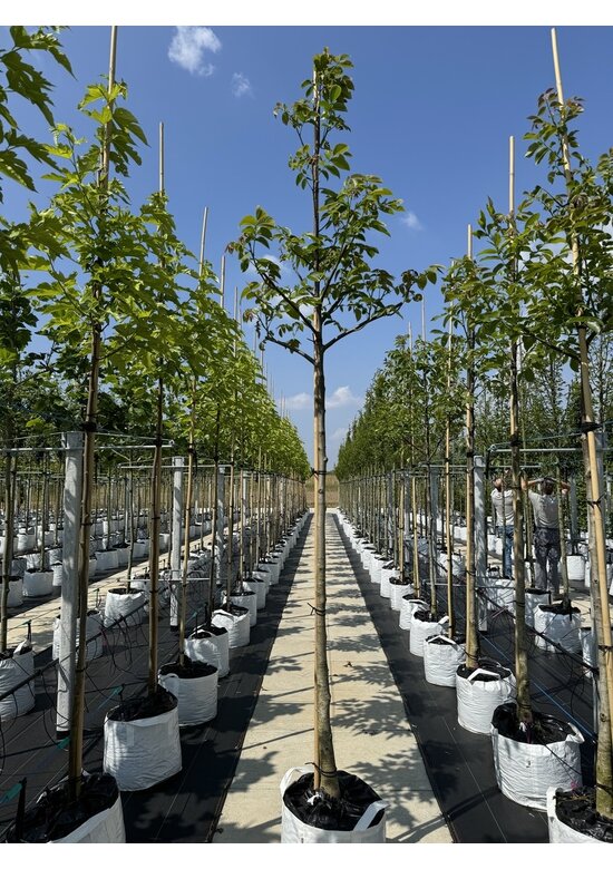 Indische Rosskastanie 'Sydney Pearce' | Aesculus indica 'Sydney Pearce'