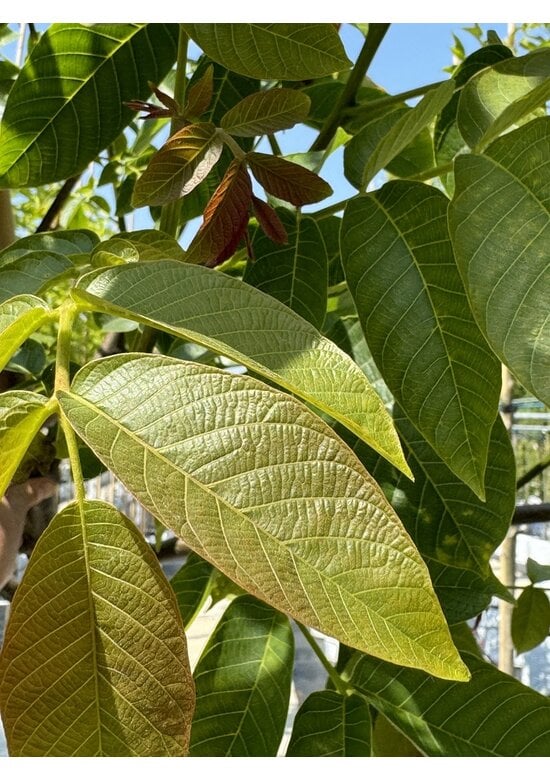 Indische Rosskastanie | Aesculus indica 'Sydney Pearce'