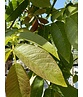 Indische Rosskastanie | Aesculus indica 'Sydney Pearce' Indische Rosskastanie | Aesculus indica 'Sydney Pearce'