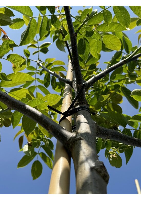 Indische Rosskastanie 'Sydney Pearce' | Aesculus indica 'Sydney Pearce'