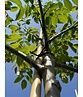 Indische Rosskastanie | Aesculus indica 'Sydney Pearce' Indische Rosskastanie | Aesculus indica 'Sydney Pearce'