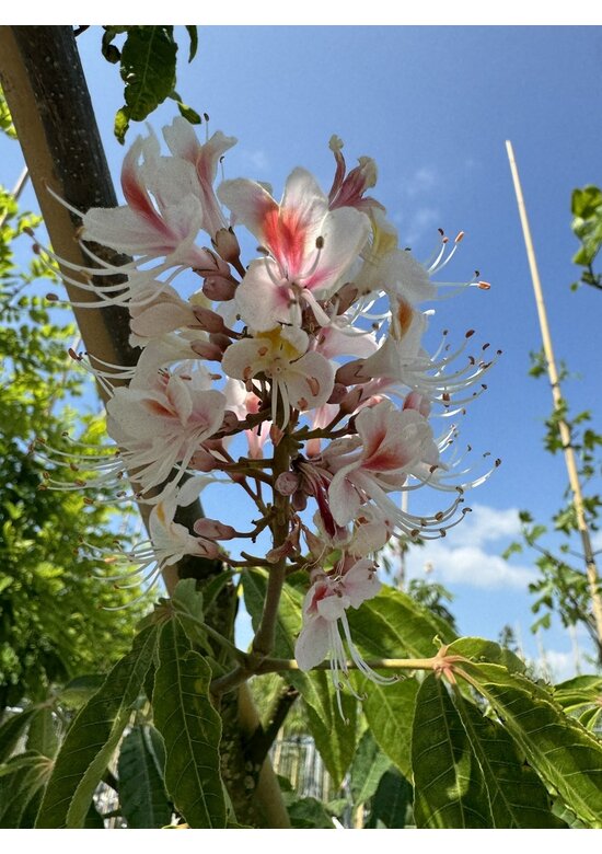 Indische Rosskastanie | Aesculus indica 'Sydney Pearce' Indische Rosskastanie | Aesculus indica 'Sydney Pearce'