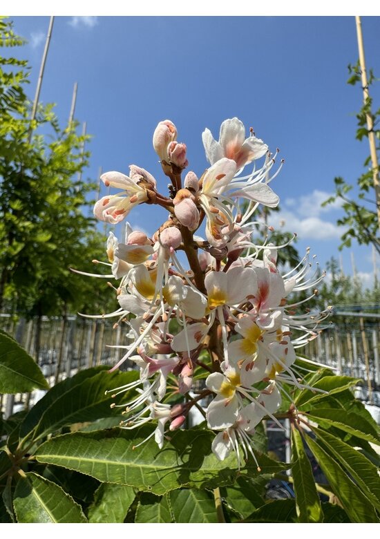 Indische Rosskastanie | Aesculus indica 'Sydney Pearce'