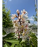 Indische Rosskastanie | Aesculus indica 'Sydney Pearce'