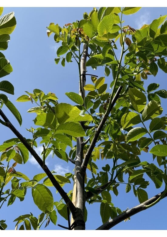 Indische Rosskastanie | Aesculus indica 'Sydney Pearce'