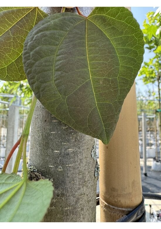 Lebkuchenbaum | Cercidiphyllum japonicum Lebkuchenbaum | Cercidiphyllum japonicum
