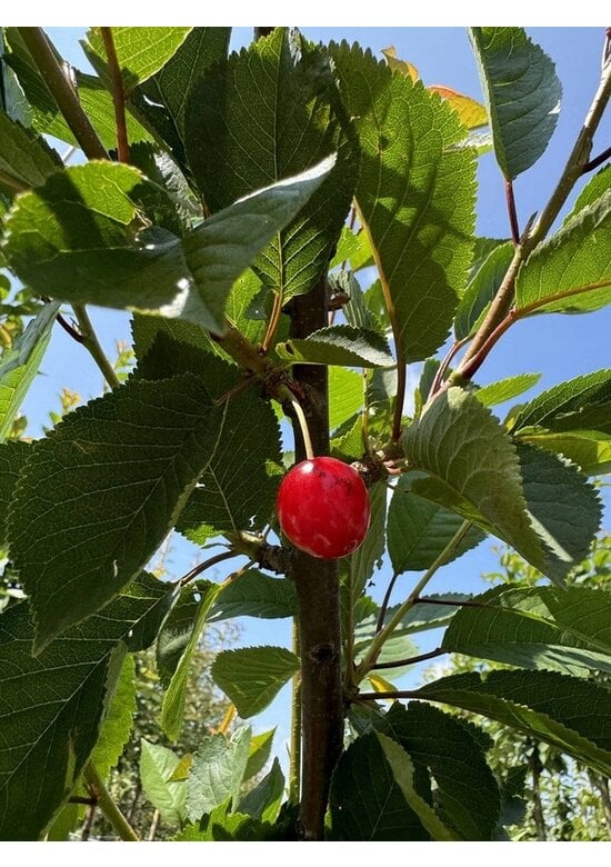 Schnee-Kirsche | Prunus x gondouinii 'Schnee'