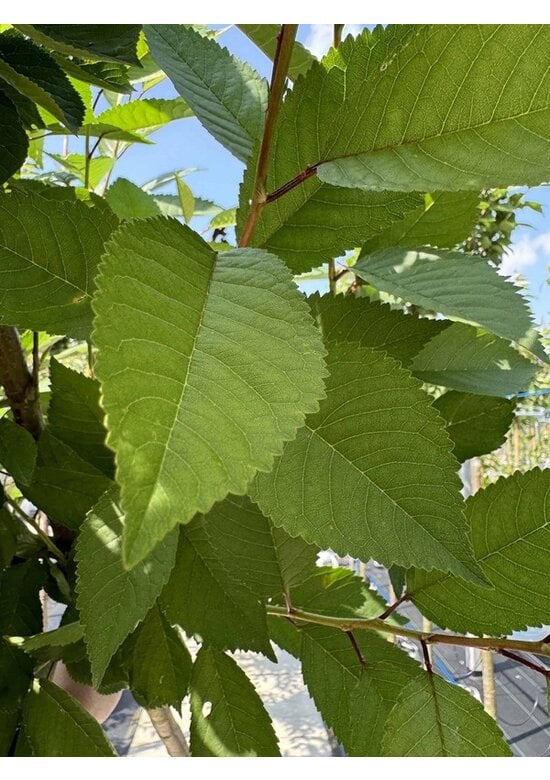 Schnee-Kirsche | Prunus x gondouinii 'Schnee'