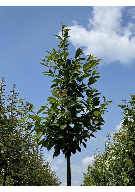 Schnee-Kirsche | Prunus x gondouinii 'Schnee'