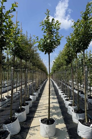 Schnee-Kirsche | Prunus x gondouinii 'Schnee'