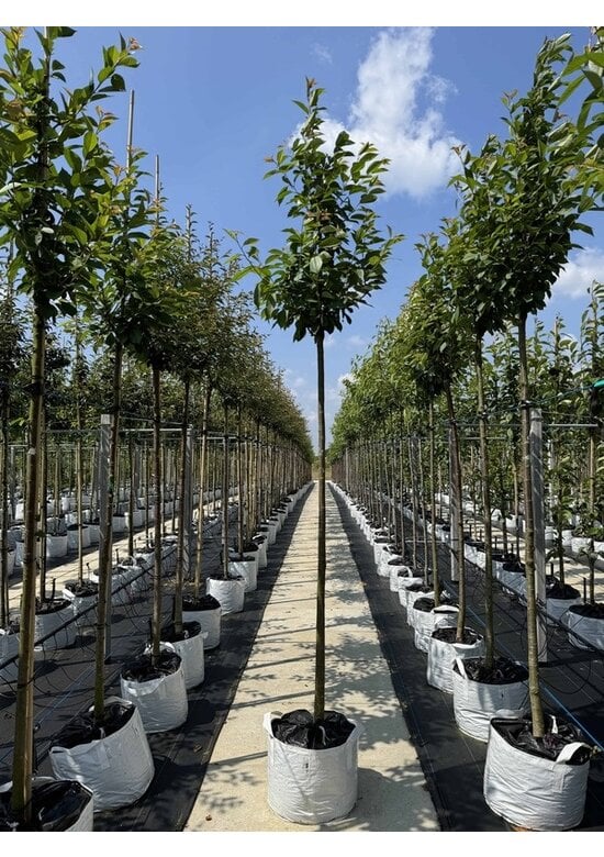 Schnee-Kirsche | Prunus x gondouinii 'Schnee'