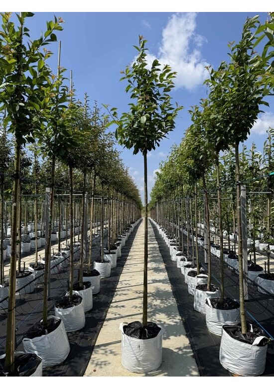 Schnee-Kirsche | Prunus x gondouinii 'Schnee'