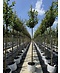 Venovi GmbH Schnee-Kirsche | Prunus x gondouinii 'Schnee'