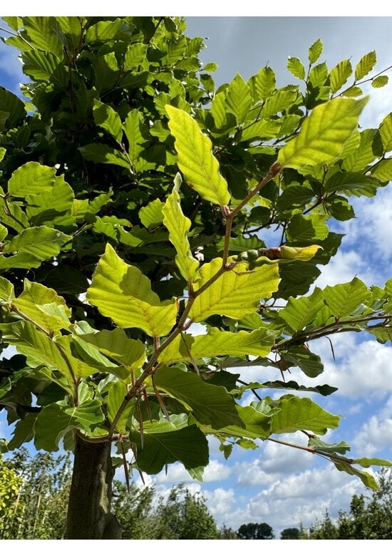 Rotbuche | Fagus sylvatica