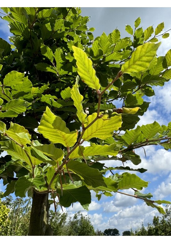 Rotbuche | Fagus sylvatica