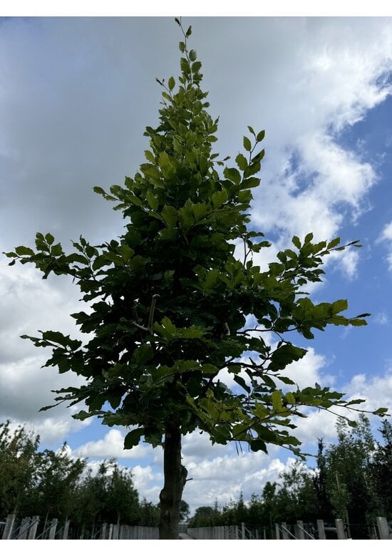 Rotbuche | Fagus sylvatica