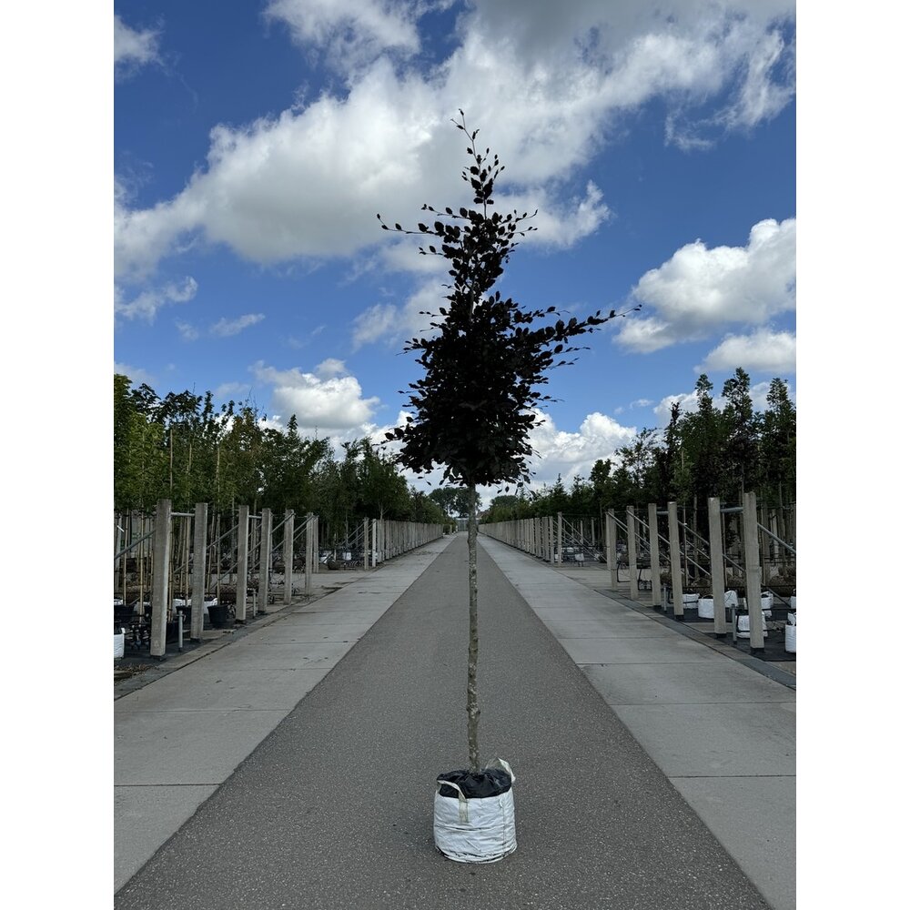 Blutbuche baum kaufen? Einfach online bestellen Venovi