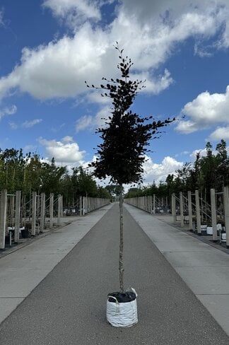 Blutbuche baum 'Atropunicea' | Fagus sylvatica 'Atropunicea'