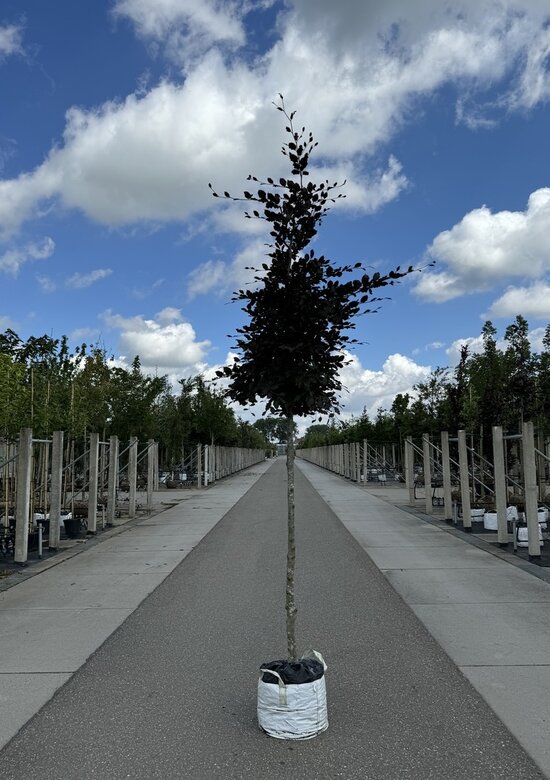 Blutbuche baum 'Atropunicea' Kaufen | 3 Jahre Garantie - Venovi
