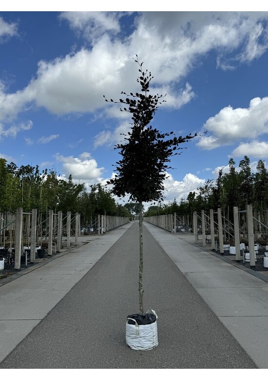 Blutbuche baum 'Atropunicea' | Fagus sylvatica 'Atropunicea'