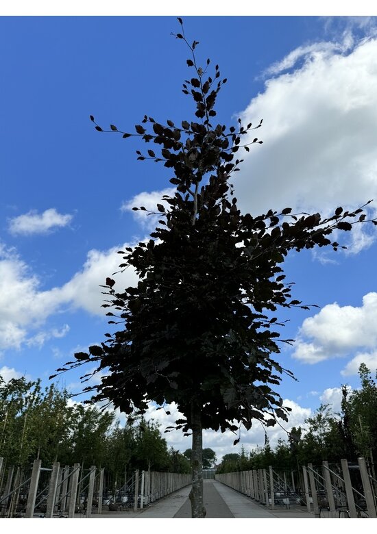 Blutbuche baum 'Atropunicea' | Fagus sylvatica 'Atropunicea'