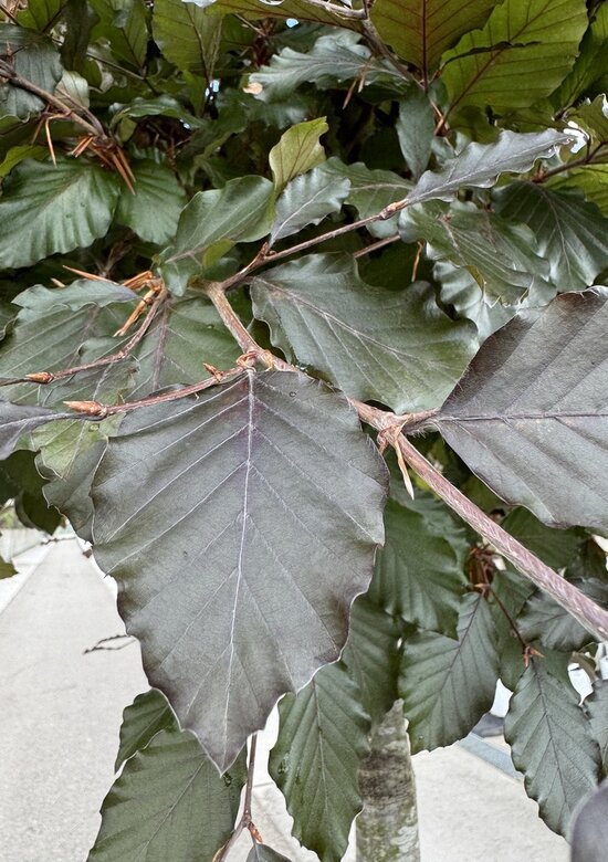 Blutbuche baum 'Atropunicea' Kaufen | 3 Jahre Garantie - Venovi