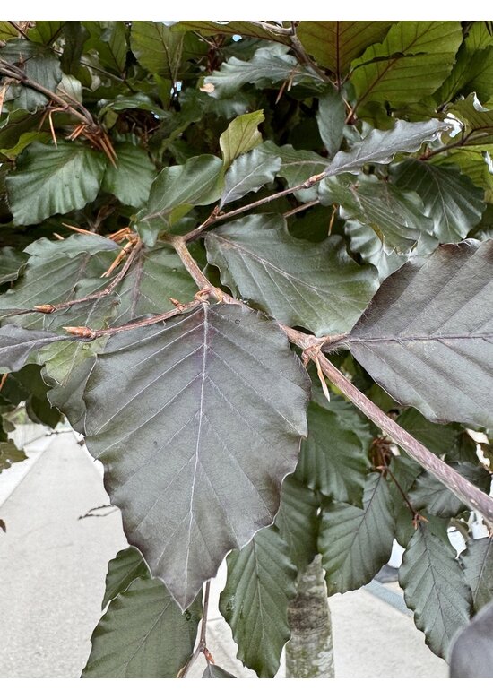 Blutbuche baum 'Atropunicea' | Fagus sylvatica 'Atropunicea' Blutbuche baum 'Atropunicea' | Fagus sylvatica 'Atropunicea'