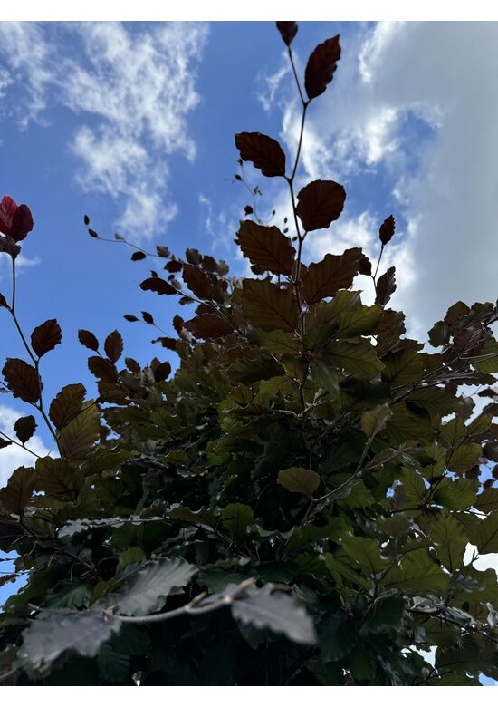 Blutbuche baum 'Atropunicea' | Fagus sylvatica 'Atropunicea' Blutbuche baum 'Atropunicea' | Fagus sylvatica 'Atropunicea'