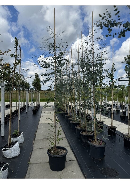 Echter Eukalyptus | Eucalyptus gunnii Echter Eukalyptus | Eucalyptus gunnii