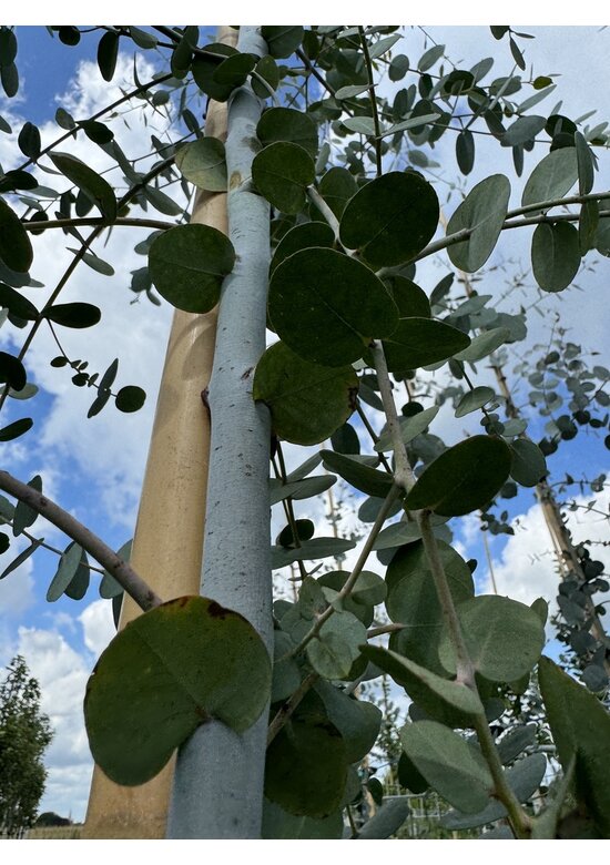 Echter Eukalyptus | Eucalyptus gunnii Echter Eukalyptus | Eucalyptus gunnii
