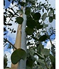 Echter Eukalyptus | Eucalyptus gunnii Echter Eukalyptus | Eucalyptus gunnii