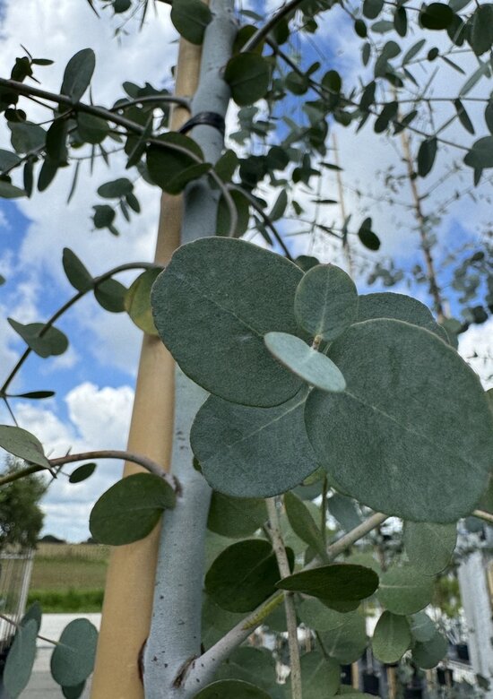 Echter Eukalyptus Kaufen | mit 3 Jahren Garantie